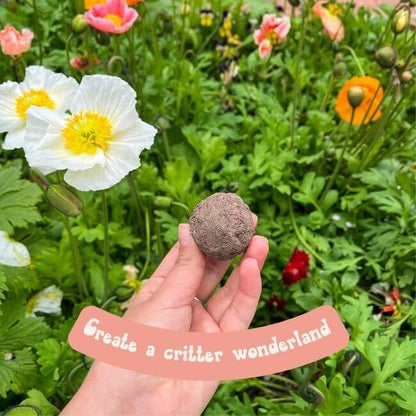 Shop Hello Seedling Australian Wildflower Seed Bombs Plant flowers that bloom all year round 