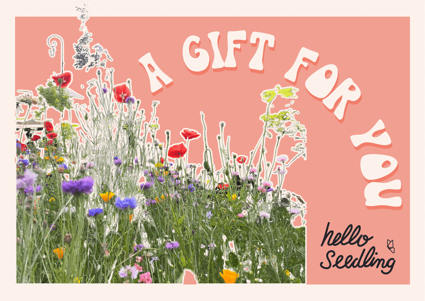 Shop Hello Seedling Australian Wildflower Seed Bombs Gift Cards